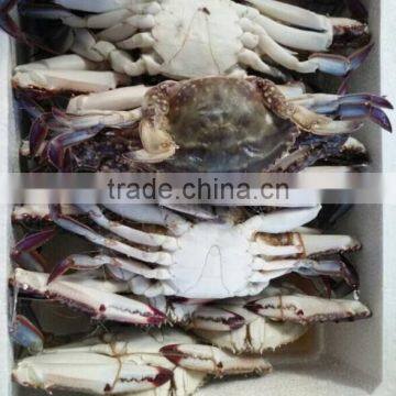 sea cucumber price crab