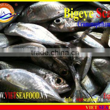 FROZEN BIGEYE SCAD WHOLE ROUND photo-4