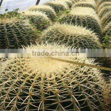 Echinocactus grusonii golden ball cactus