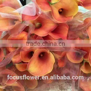 Fresh hotsell single stem calla lily flowers for decoration