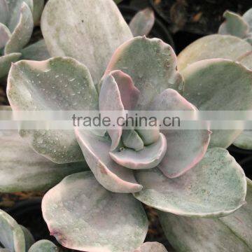 Succulent Plants Tropical Plants Decorative Plants Echeveria Decora Variegated photo-2