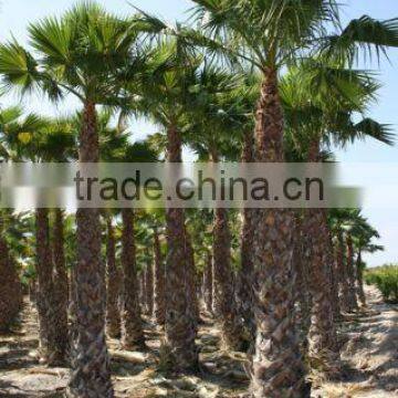Washingtonia Robusta Palm Tree