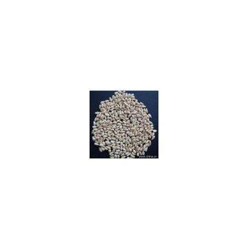 Sell Pine Nut Kernels