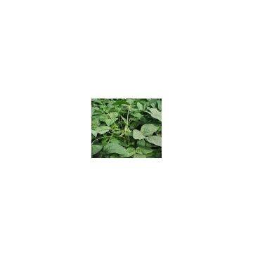Sell Soybean P.E. and other herbal extract