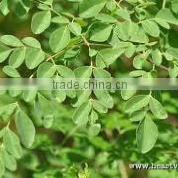 Premium Moringa Leaves for sale