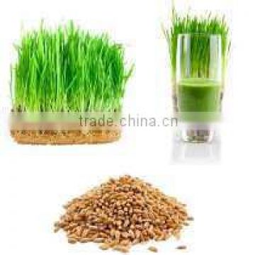 Organic Wheat Grass Powder Bulk Sales