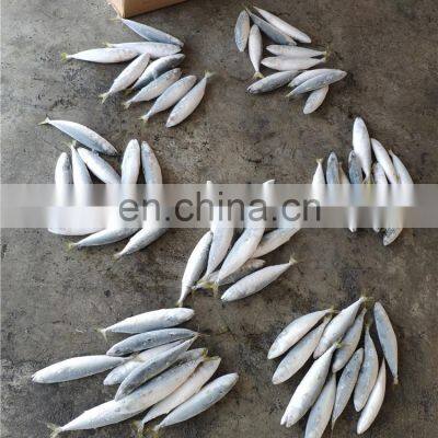 Frozen Mackerel Price Frozen Pacific Mackerel Fish Price photo-2