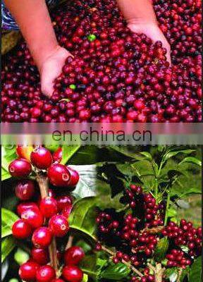 Venezuela Wholesale Fresh Coffee Beans Peeler /peeling Cocoa Sheller Machine photo-5