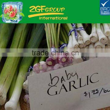 forzen white garlic packed in 10kgs ctn