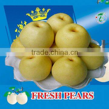 Crown Pears/Huangguan Pear/ Asian Golden pear fruit from China