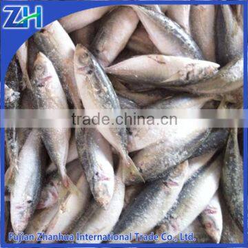 Light catch frozen horse mackerel in fish