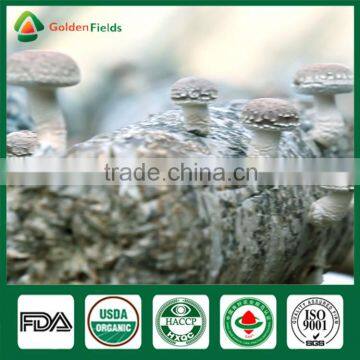Wholesale China Supplier of Health Food Mushroom Edibal Fungus Fresh Dried Shiitake Mushroom for Garden Farm Restaurant photo-2