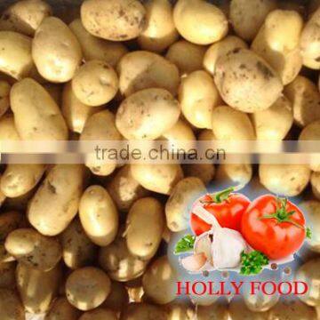 3.5kg 5kg 20kg mesh bag fresh potato 100+ 200 grams ASEAN southest asia middle east Arabic Pakistan