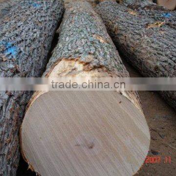 White Birch Logs, Baltic Birch Logs, Latvia Birch Logs for Sale photo-5