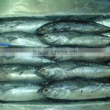BULLET TUNA WHOLE ROUND