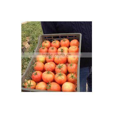Fresh Tomato