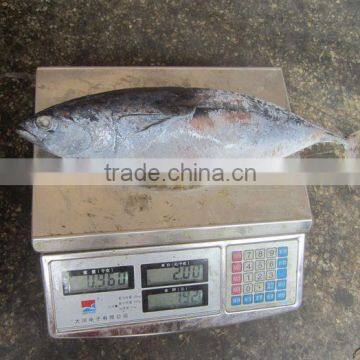 Frozen Bonito (200-300G)