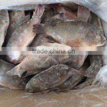 Frozen Tilapia whole round fish