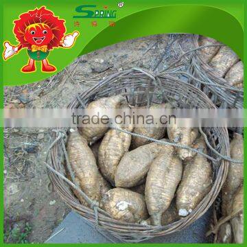 Organic cultivated Kudzu Fresh Chinese Kudzu for sale