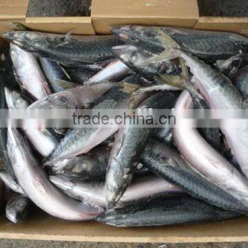 Japanese Mackerel photo-2