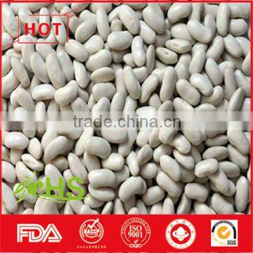 High Quality White Kidney Beans for Sale at Cheap Price photo-6