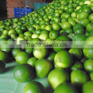 VIETNAM FRESH SEEDLESS LIME + 84 984418844 wwhatsapp