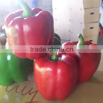 FRESH CAPSICUMS / +84963818434 Whatsapp photo-3