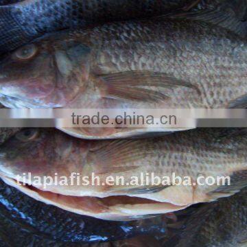 hot frozen gutted and scaled whole tilapia IQF tilapia