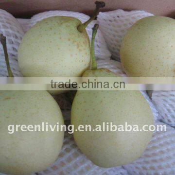 2011 best quality and lowest price ya pear (from china)