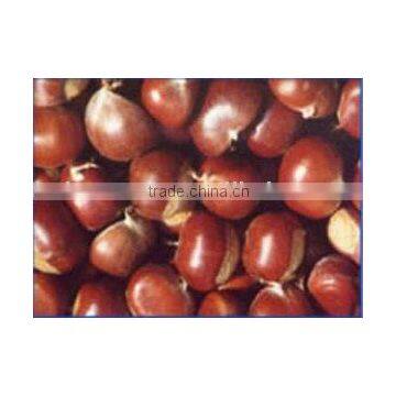 China fresh clean chestnut 2010 origin