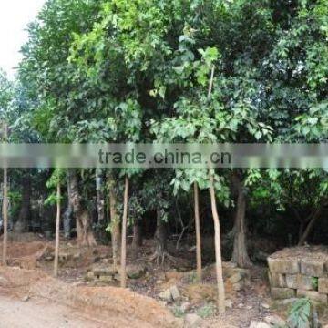 Big Size Bischofia Javanica Tree Seedling