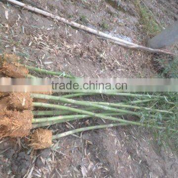 Perennial Plants Bamboo Seedling