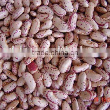 NEW crop light speckled kidney bean