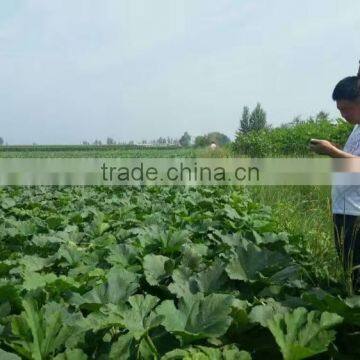 Buy Big Siz BLACK MELON SEEDS photo-4