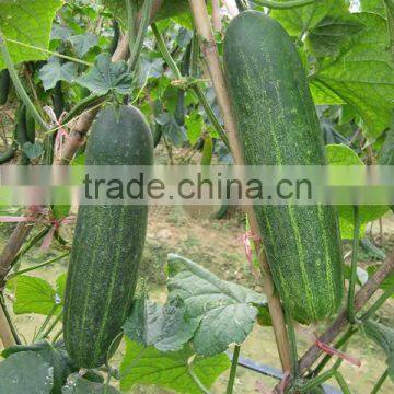 MCU061 resistant high temperature Chinese vegetable seeds, hybrid cucumber seeds