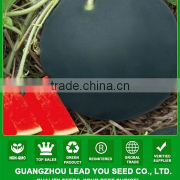 NW25 Nanqi Good quality hybrid vegetable seeds China, watermelon seeds