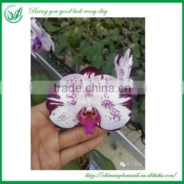 Orchids Seeds & Seedlings