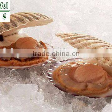 Factory Price Scallop Meat Powder for Animal Feed Supplement