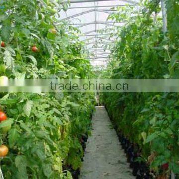 PE Film Coverd Plastic Tunnel Greenhouse Used for Vegetables and Fruits photo-5