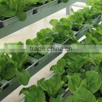 Tomato Greenhouses Structure With Hydroponic System photo-2