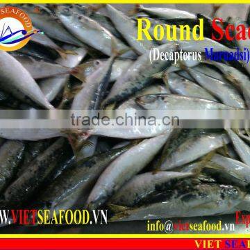 FROZEN WHOLE ROUND MARUADSI (ROUND SCAD) photo-4