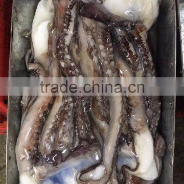 Frozen Giant Squid Tentacles/frozen Giant Squid Soft Tentacles photo-2