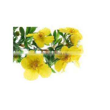 Evening Prime Rose Oil photo-5