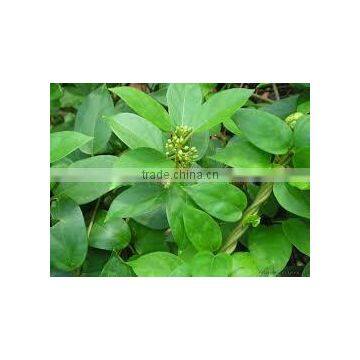 Gymnema Sylvestre photo-2