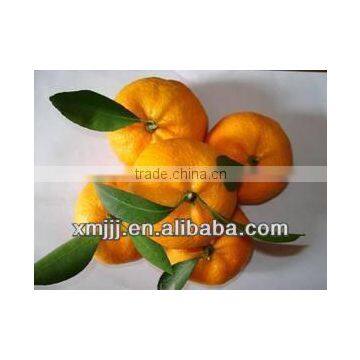 Yongchun Mandarin,Clementine Orange photo-2