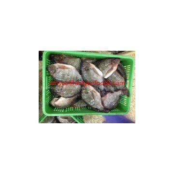 Tilapia photo-3
