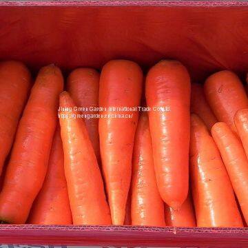Chinese Fresh Carrot