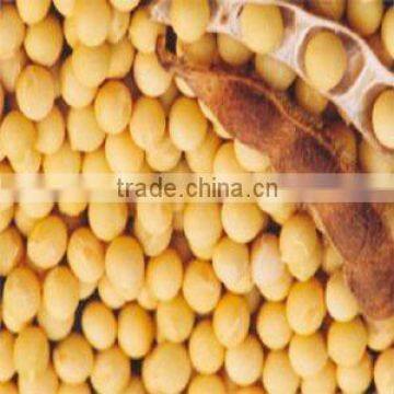 yellow soybean (organic type and non-gmo type)