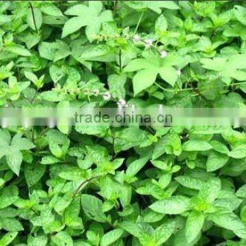 Pure Organic Notopterygium Root Oil for Medcine Grade photo-3