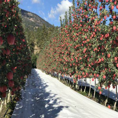 3*100m PP Woven White Light Reflective Weed Control Mat, 90GSM Orchards Ground Cover Weed Barrier Fabric